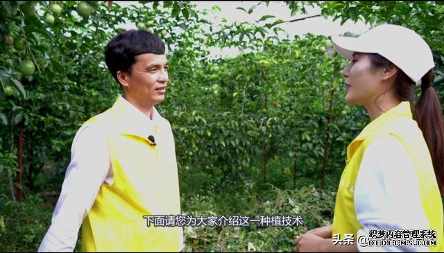 百香果亩产万斤不是梦，广西一公司全国首创双层垂帘式种植技术